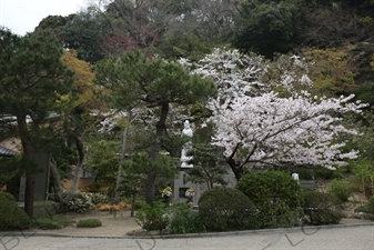 Statue of Guanyin/Kannon in Kencho-ji in Kamakura