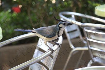 White Throated Magpie Jay in Nosara