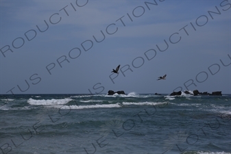 Brown Pelicans Flying over the Ocean off Playa Guiones in Nosara