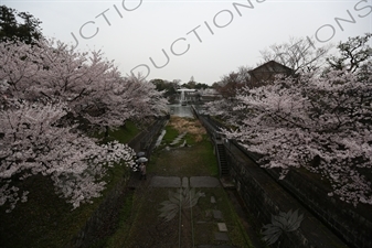 Cherry Blossom Trees on the Biwako Incline in Kyoto