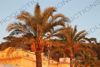 Palm Trees in Nice