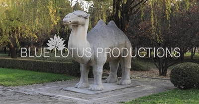 Camel Statue on the side of the Sacred/Spirit Way (Shen Dao) at the Ming Tombs (Ming Shisan Ling) near Beijing