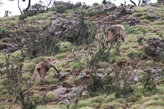 Baboons in Simien Mountains National Park