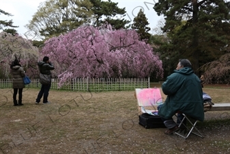 Artist Painting Cherry Blossom Trees in Kyoto Gyoen/Imperial Palace Park in Kyoto