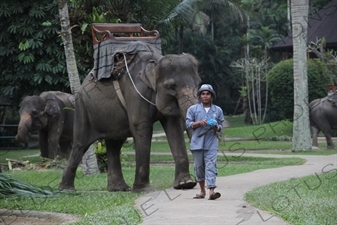 Mahout Leading an Elephant down a Path in Bali