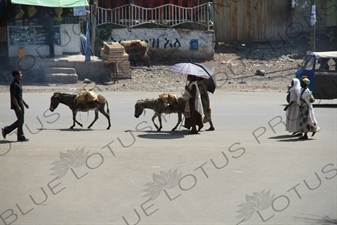 Donkeys in the Road in Gondar