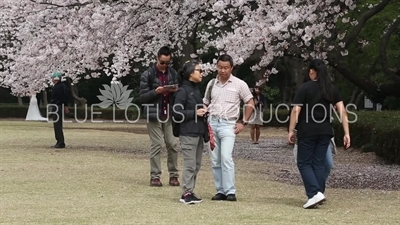 People Photographing Cherry Blossom in Shinjuku Gyoen National Park in Tokyo