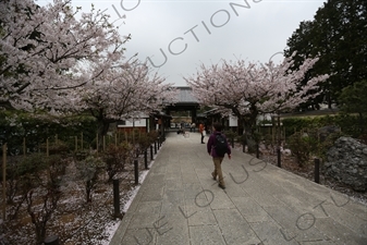 Entry Walkway and Cherry Blossom Trees in Kencho-ji in Kamakura