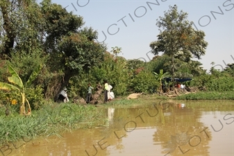 Bank of Lake Tana