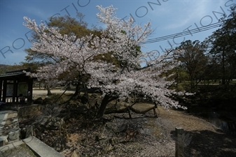 Cherry Blossom Tree in Nara Park