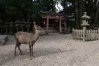 Deer in the Grounds of the Kasuga Grand Shrine (Kasuga-taisha) in Nara