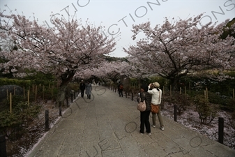 Cherry Blossom Trees in Kencho-ji in Kamakura