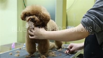 Dog Grooming in Beijing Salon