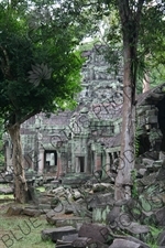 Ta Prohm in Angkor