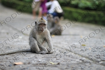 Monkey Sitting on a Path in Bali