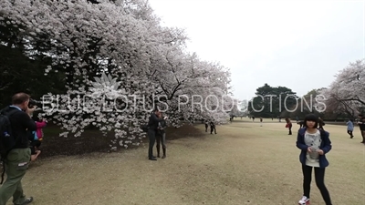 People Photographing Cherry Blossom in Shinjuku Gyoen National Park in Tokyo