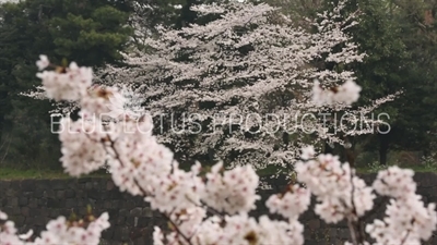 Kitanomaru Park/Garden Cherry Blossom in Tokyo