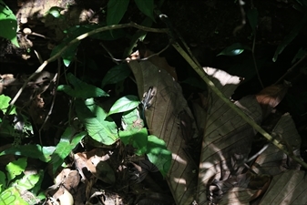 Central American Whiptail Lizard in Arenal Volcano National Park