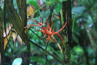 Orange Flower in Monteverde Cloud Forest Reserve