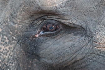 Elephant's Eye in Bali