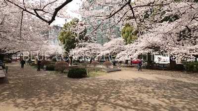 Chidorigafuchi Park Cherry Blossom in Tokyo