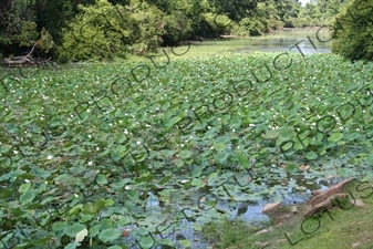 Lilies in Angkor Archaeological Park