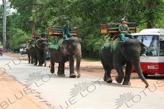 Angkor Elephant