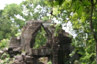 Spider on its Web at Beng Melea in Angkor