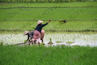 Farmers Planting Rice in Paddy Fields near Yogyakarta