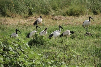 Ibis near the Blue Nile Falls