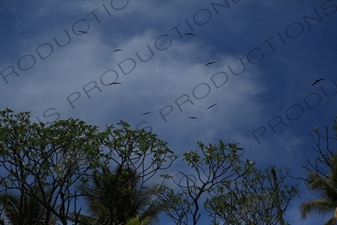 Birds Flying over Playa Guiones in Nosara