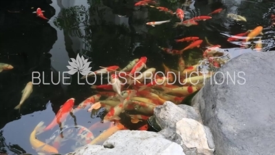 Carp in a Pool at Wat Pho (Wat Phra Chetuphon Vimolmangklararm Rajwaramahaviharn) in Bangkok