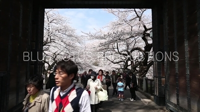 Kitanomaru Park/Garden Tayasu Gate (Tayasu-mon) in Tokyo