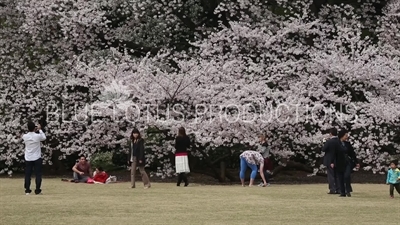 People Photographing Cherry Blossom in Shinjuku Gyoen National Park in Tokyo