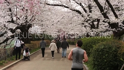Kitanomaru Park/Garden Cherry Blossom Arbor in Tokyo