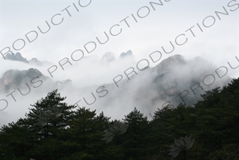 Trees on Yellow Mountain (Huang Shan) in Anhui Province